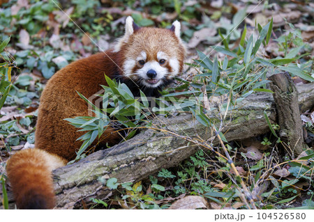 レッサーパンダ 多摩動物公園 104526580
