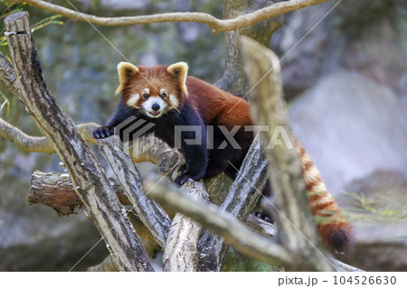 レッサーパンダ 多摩動物公園 レッサーパンダ 多摩動物公園 104526630