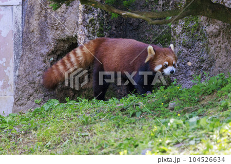 レッサーパンダ 多摩動物公園 レッサーパンダ 多摩動物公園 104526634