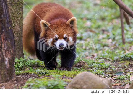 レッサーパンダ 多摩動物公園 レッサーパンダ 多摩動物公園 104526637