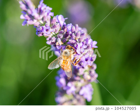 満開のラベンダーの蜜を集めるかわいいミツバチ 104527005