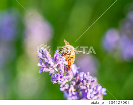 満開のラベンダーの蜜を集めるかわいいミツバチ 104527008