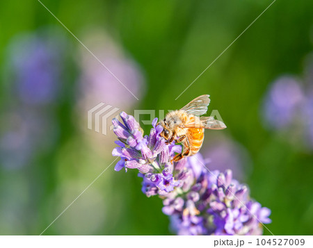 満開のラベンダーの蜜を集めるかわいいミツバチ 104527009