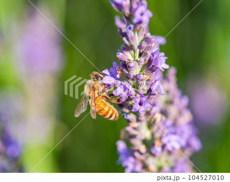 満開のラベンダーの蜜を集めるかわいいミツバチ 104527010