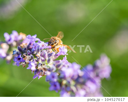 満開のラベンダーの蜜を集めるかわいいミツバチ 満開のラベンダーの蜜を集めるかわいいミツバチ 104527017