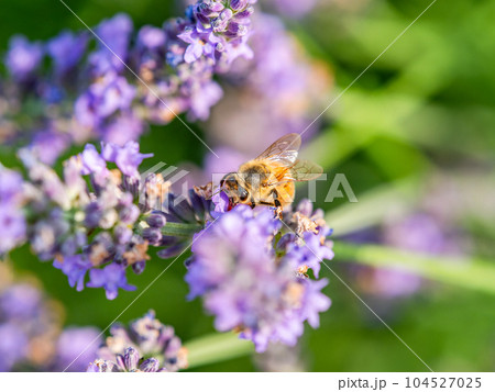 満開のラベンダーの蜜を集めるかわいいミツバチ 104527025