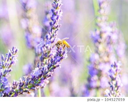 満開のラベンダーの蜜を集めるかわいいミツバチ 104527059