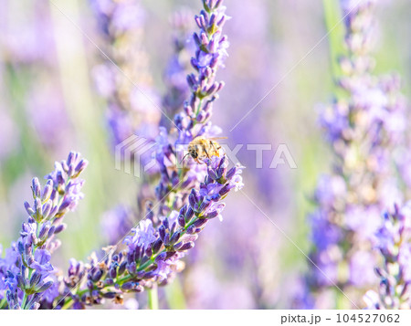 満開のラベンダーの蜜を集めるかわいいミツバチ 満開のラベンダーの蜜を集めるかわいいミツバチ 104527062