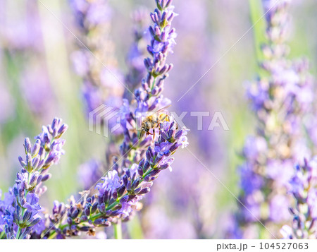 満開のラベンダーの蜜を集めるかわいいミツバチ 満開のラベンダーの蜜を集めるかわいいミツバチ 104527063