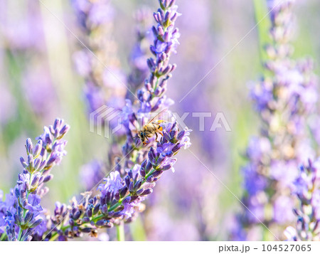 満開のラベンダーの蜜を集めるかわいいミツバチ 満開のラベンダーの蜜を集めるかわいいミツバチ 104527065