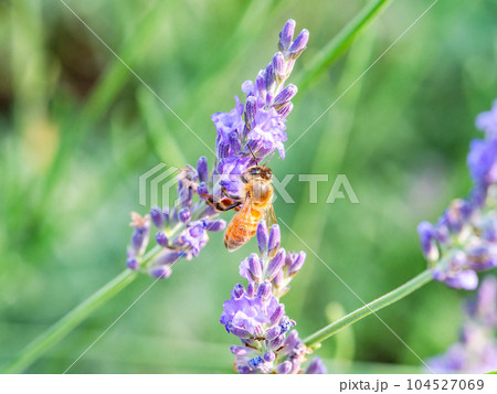 満開のラベンダーの蜜を集めるかわいいミツバチ 104527069