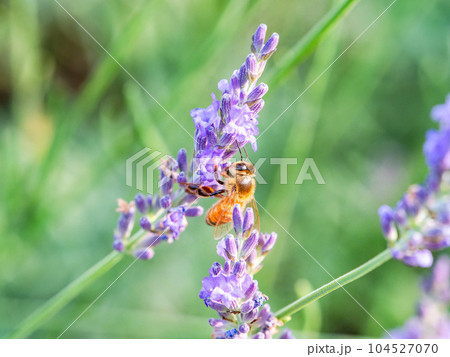 満開のラベンダーの蜜を集めるかわいいミツバチ 104527070