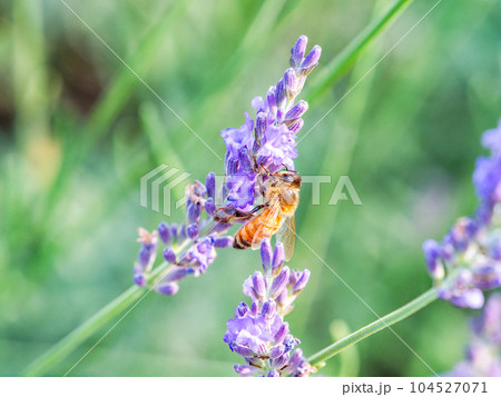 満開のラベンダーの蜜を集めるかわいいミツバチ 104527071