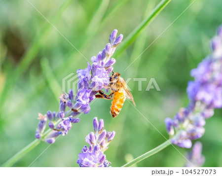 満開のラベンダーの蜜を集めるかわいいミツバチ 満開のラベンダーの蜜を集めるかわいいミツバチ 104527073