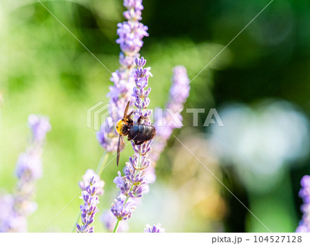 満開のラベンダーの蜜を集める大きなクマバチ 104527128