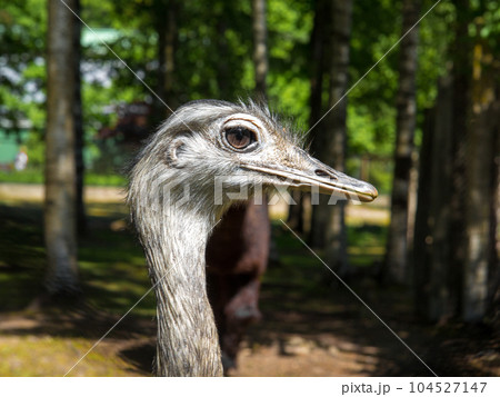 Portrait of a Nandu, a flightless bird. 104527147