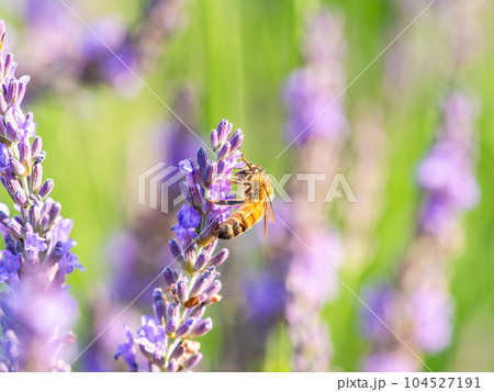 満開のラベンダーの蜜を集めるかわいいミツバチ 104527191