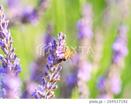 満開のラベンダーの蜜を集めるかわいいミツバチ 104527192