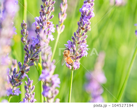 満開のラベンダーの蜜を集めるかわいいミツバチ 104527194