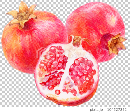 水彩で描いたザクロのイラスト　3つのザクロの実 104527252