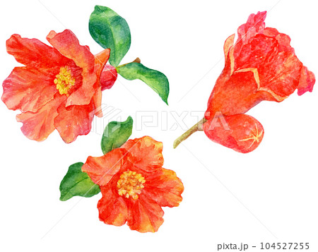 ザクロの花の水彩画イラスト 104527255