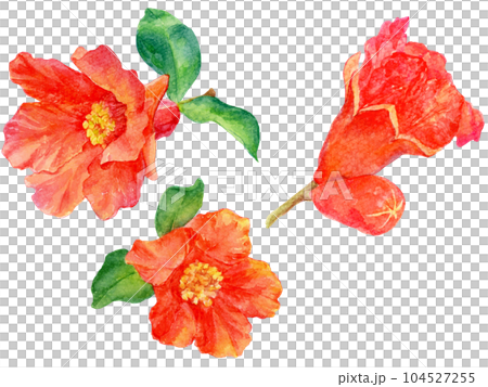 ザクロの花の水彩画イラスト 104527255