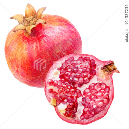 水彩で描いたザクロのイラスト　割れていない実と果肉が見える半分の実 104527256