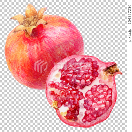水彩で描いたザクロのイラスト　割れていない実と果肉が見える半分の実 104527256