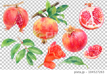 水彩で描いた様々なザクロのイラスト　果肉・花・葉・枝　素材集 104527263