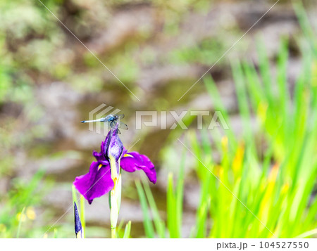 初夏の景色　菖蒲田とシオカラトンボ 104527550