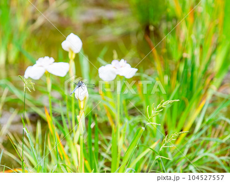初夏の景色 菖蒲田とシオカラトンボ 初夏の景色 菖蒲田とシオカラトンボ 104527557