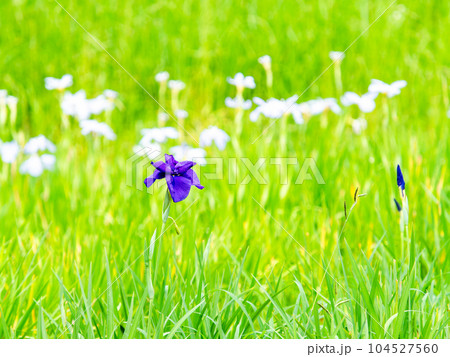 初夏の景色　カラフルで美しい花菖蒲 104527560