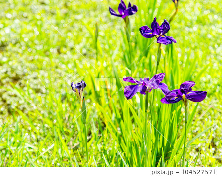 初夏の景色　カラフルで美しい花菖蒲 104527571