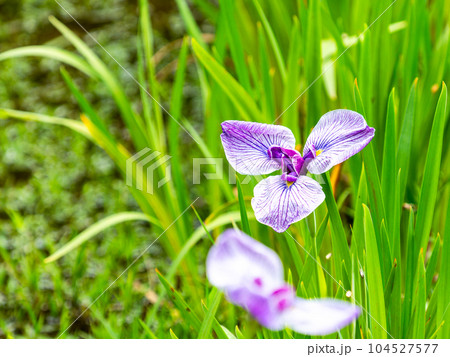 初夏の景色　カラフルで美しい花菖蒲 104527577