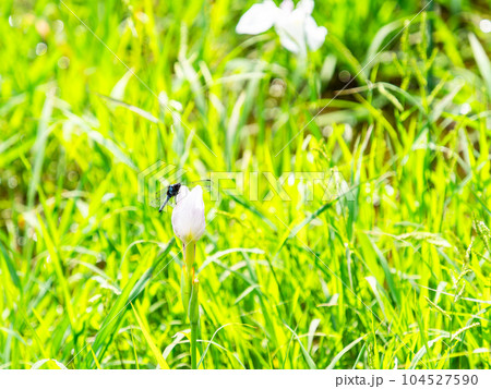 初夏の景色 菖蒲田とシオカラトンボ 初夏の景色 菖蒲田とシオカラトンボ 104527590