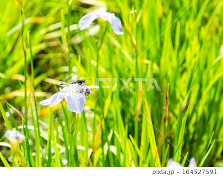 初夏の景色　菖蒲田とシオカラトンボ 104527591