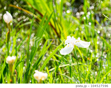 初夏の景色 カラフルで美しい花菖蒲 初夏の景色 カラフルで美しい花菖蒲 104527596