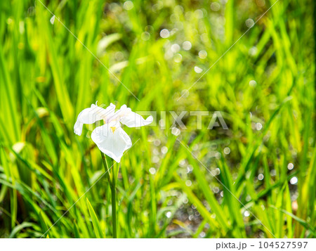 初夏の景色 カラフルで美しい花菖蒲 初夏の景色 カラフルで美しい花菖蒲 104527597