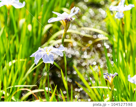 初夏の景色 カラフルで美しい花菖蒲 初夏の景色 カラフルで美しい花菖蒲 104527598