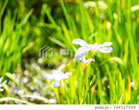 初夏の景色 カラフルで美しい花菖蒲 初夏の景色 カラフルで美しい花菖蒲 104527599