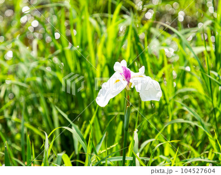 初夏の景色 カラフルで美しい花菖蒲 初夏の景色 カラフルで美しい花菖蒲 104527604