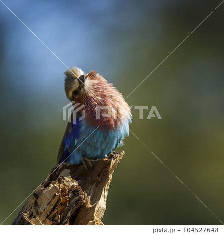 Lilac breasted roller in Kruger National park, South Africa Lilac breasted roller in Kruger National park, South Africa 104527648