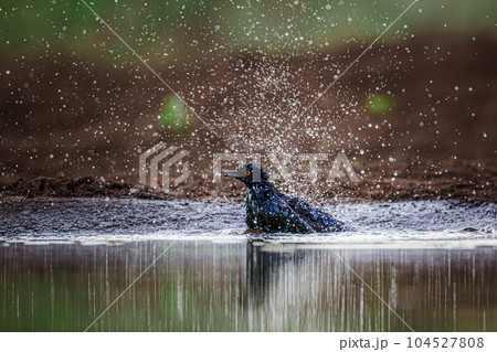 Cape Glossy Starling in Kruger National park, South Africa Cape Glossy Starling in Kruger National park, South Africa 104527808