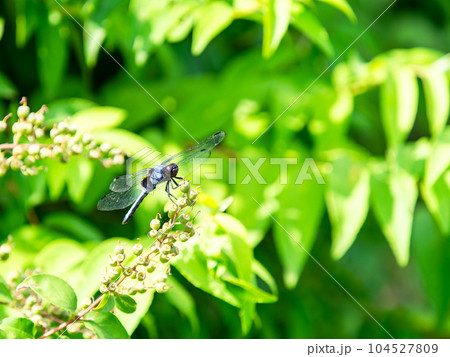 初夏の景色 枝にとまるシオカラトンボ 初夏の景色 枝にとまるシオカラトンボ 104527809