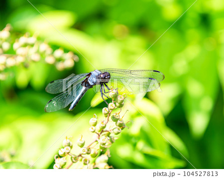 初夏の景色 枝にとまるシオカラトンボ 初夏の景色 枝にとまるシオカラトンボ 104527813