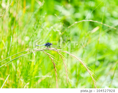 初夏の景色　穂にとまるシオカラトンボ 104527928