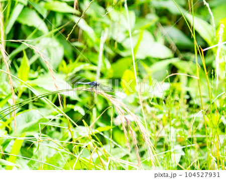 初夏の景色 穂にとまるシオカラトンボ 初夏の景色 穂にとまるシオカラトンボ 104527931