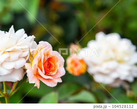 初夏のカラフルで美しいバラ園 初夏のカラフルで美しいバラ園 104528112
