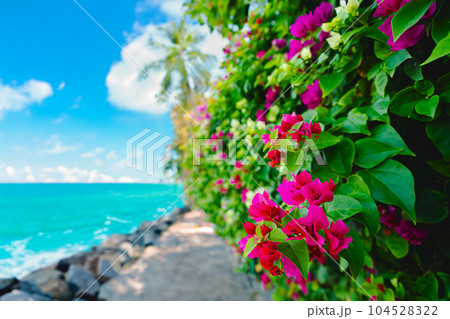 Blooming bougainvillea flowers 104528322