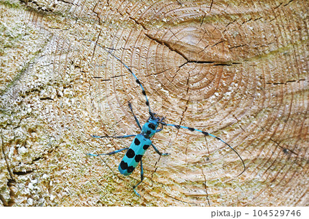 ルリボシカミキリ ルリボシカミキリ 104529746